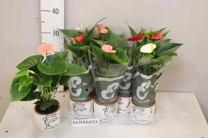 ARR ANTHURIUM