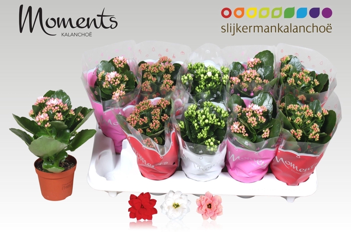 <h4>KAL GE GEM 3 KL</h4>