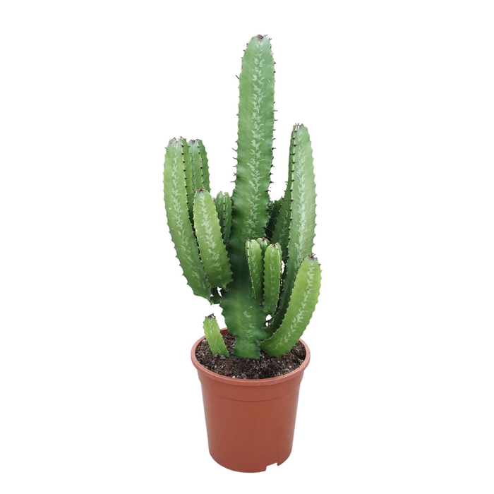 <h4>Euphorbia acrurensis</h4>