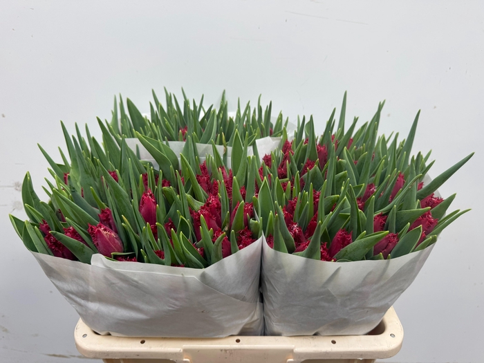 <h4>TU FR PHILLY BELLE</h4>