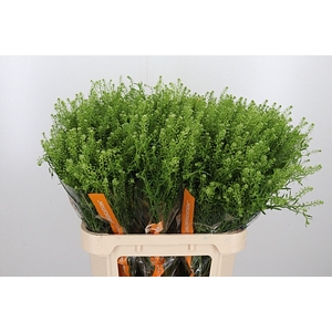 Lepidium Vir. Gwelo Green