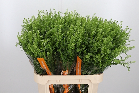Lepidium Vir. Gwelo Green