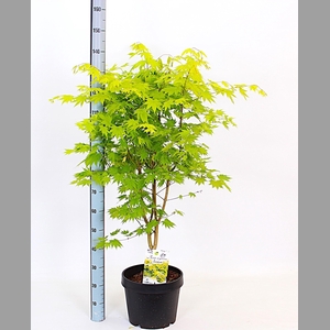 ACER SH JORDAN