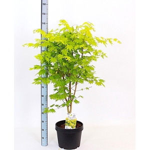 ACER SH JORDAN