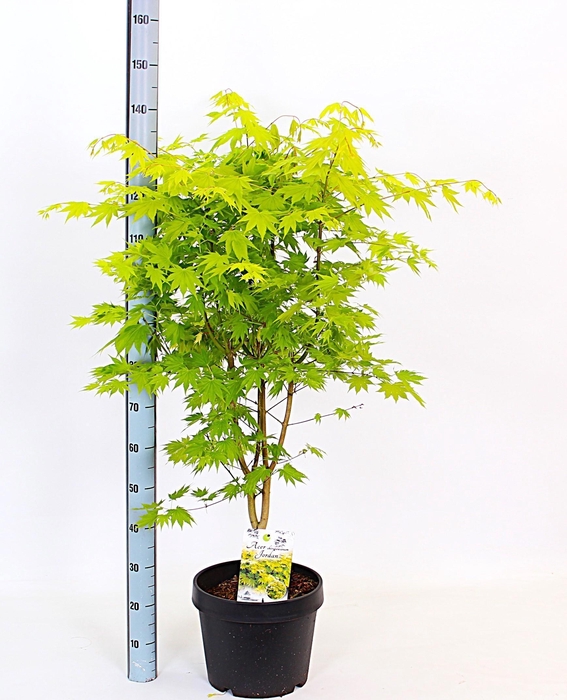 <h4>ACER SH JORDAN</h4>