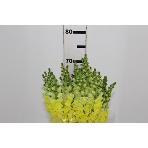 BOCA DE LEAO POTOMAC EARLY YELLOW 070 CM