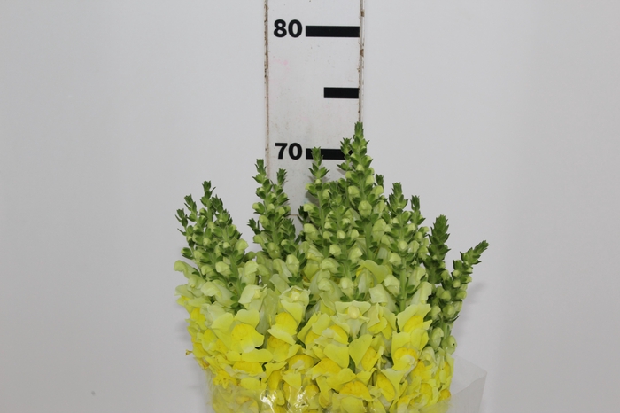 <h4>BOCA DE LEAO POTOMAC EARLY YELLOW 070 CM</h4>