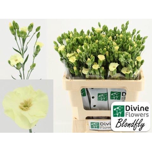 DI TE SOLAND BLONDFLY CREME