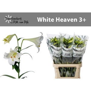 LI LF WHITE HEAVEN