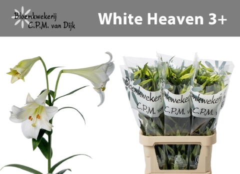 LI LF WHITE HEAVEN