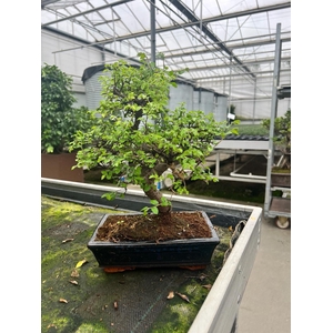 Zelkova parvifolia, 25cm., shape, without drip tray