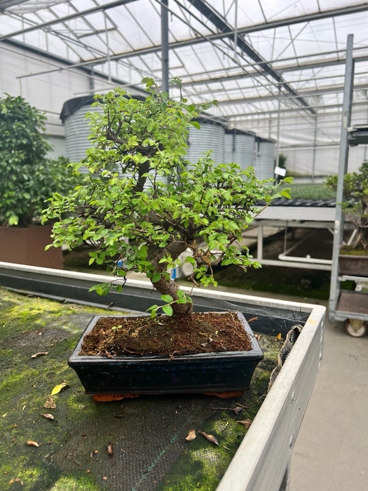 <h4>Zelkova parvifolia, 25cm., shape, with drip tray</h4>