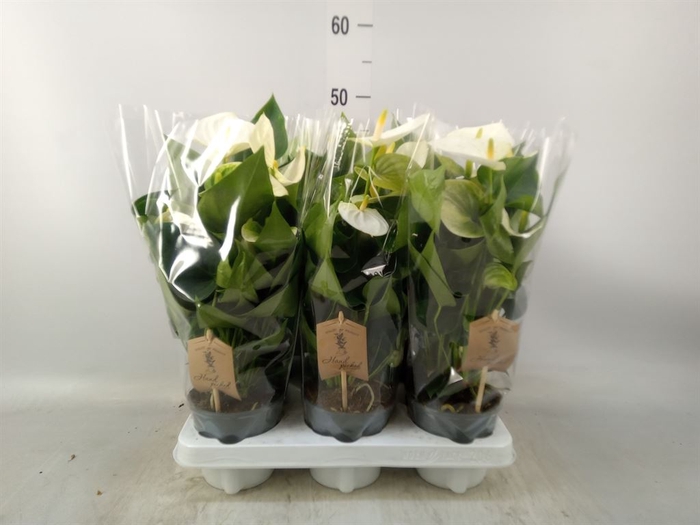 <h4>Anthurium andr. 'Cocos'</h4>