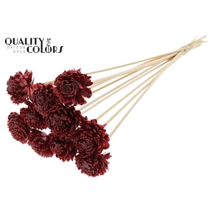 Shola Zinia 6cm on stem Wax Burgundy