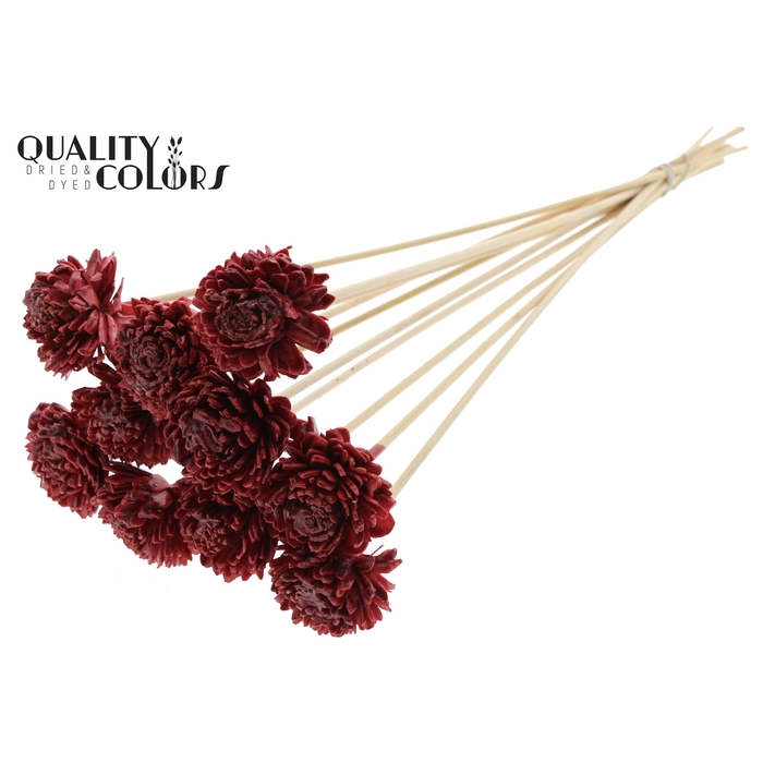 <h4>Shola Zinia 6cm on stem Wax Burgundy</h4>