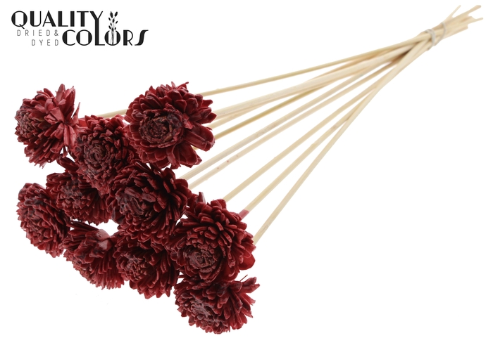 Shola Zinia 6cm on stem Wax Burgundy