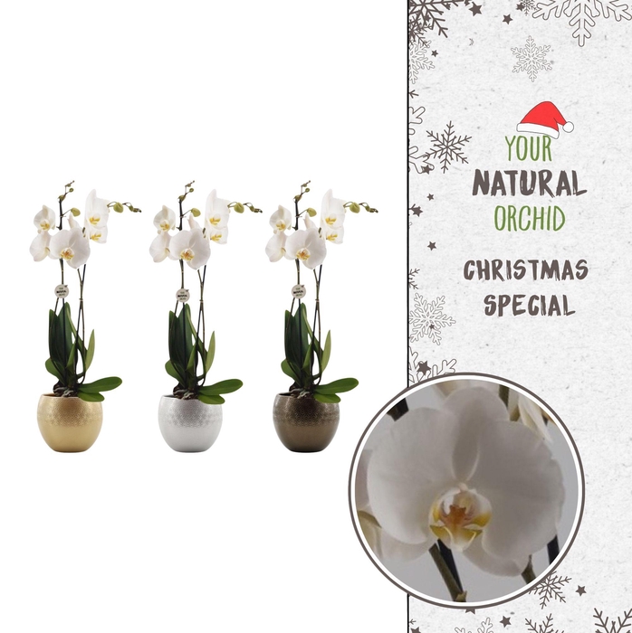 <h4>Christmas | Nottingham 2 spike | Lisa Deluxe keramiek</h4>