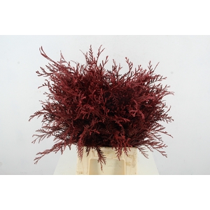 Coniferen Cerise Per Bunch