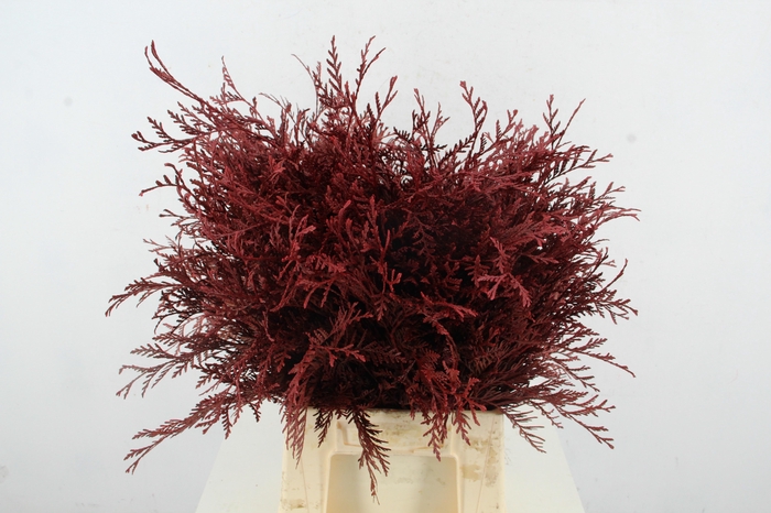 <h4>Coniferen Cerise Per Bunch</h4>