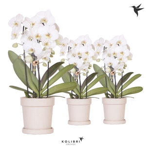 Kolibri Orchids Cascade Niagara Fall white 3 spike in Flower pot sand