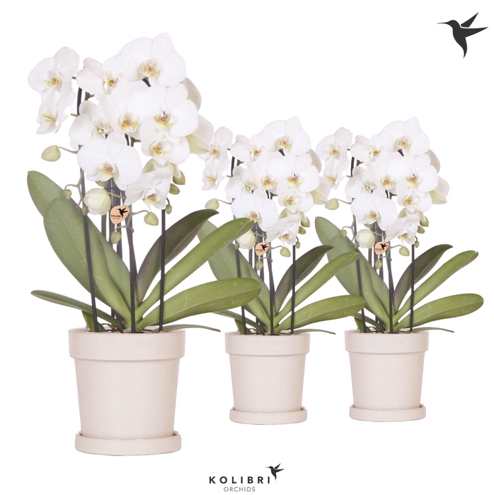 <h4>Kolibri Orchids Cascade Niagara Fall white 3 spike in Flower pot sand</h4>