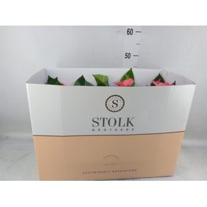 Anthurium andr. 'Pink Champion'