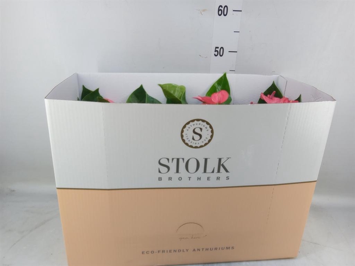 <h4>Anthurium andr. 'Pink Champion'</h4>