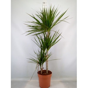 Dracaena marg.