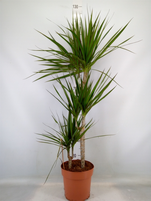 <h4>Dracaena marg.</h4>
