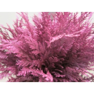 Conifeer Metallic Fuchsia