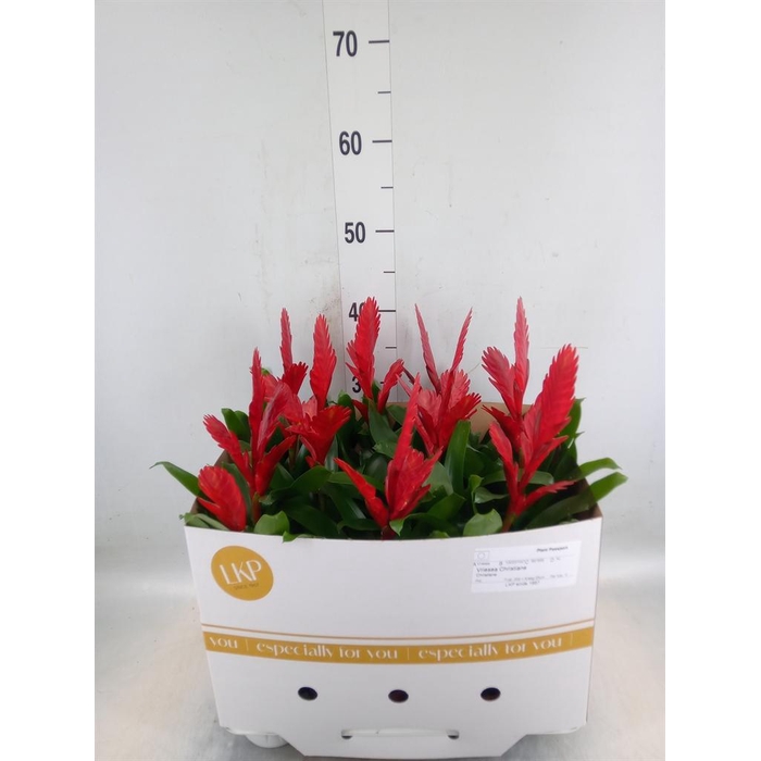 <h4>Vriesea  'Christiane'</h4>