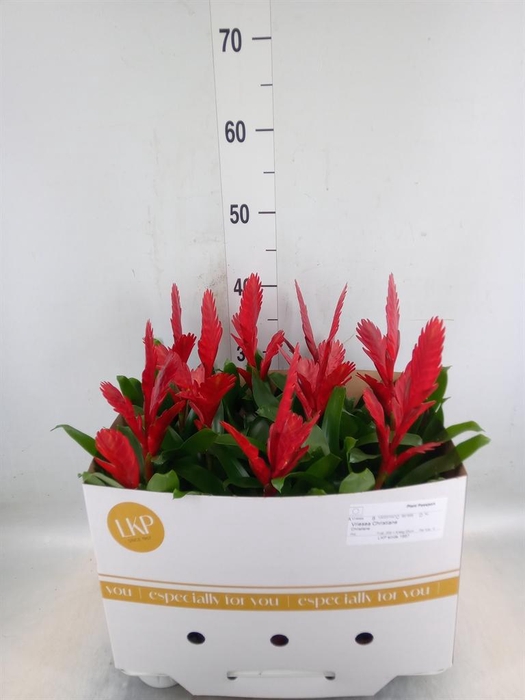 Vriesea  'Christiane'