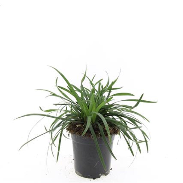 <h4>Liriope muscari</h4>