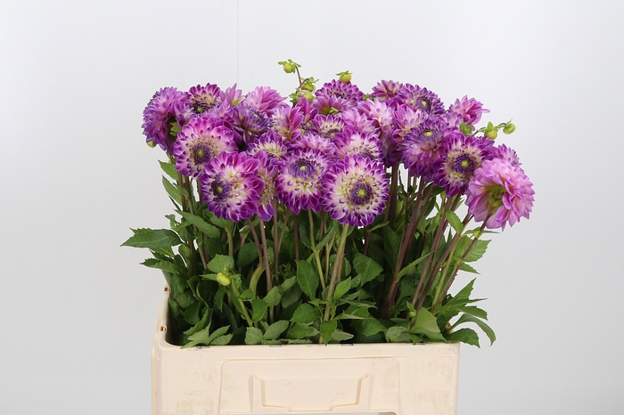 <h4>Dahlia Overig</h4>