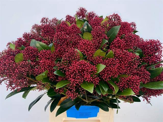 <h4>Skimmia Rubella</h4>