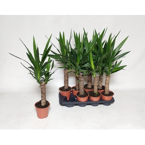YUCCA