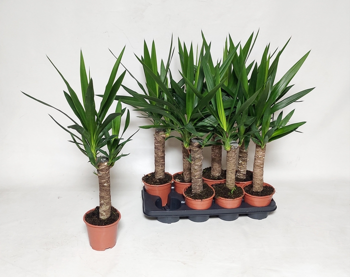 <h4>YUCCA</h4>
