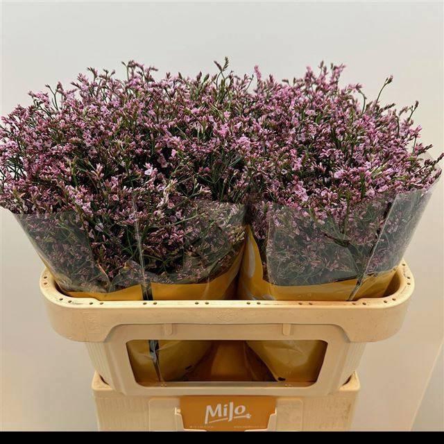 <h4>LIM SIN CH FLAMINGO</h4>