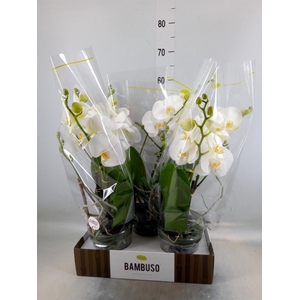 Phalaenopsis   ...white