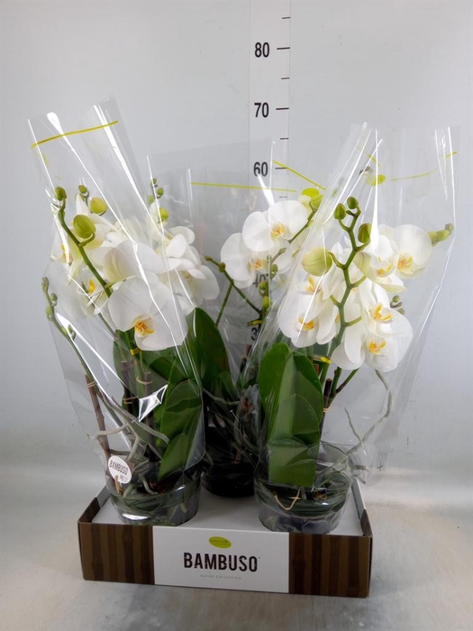 <h4>Phalaenopsis   ...white</h4>