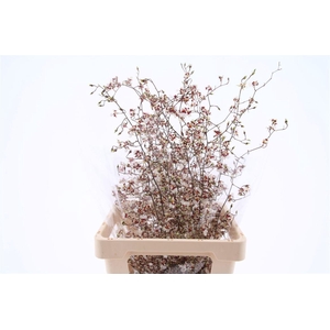 Oncidium Star Apple Xl