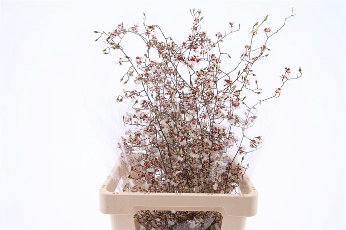 <h4>Oncidium Star Apple Xl</h4>