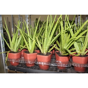 ALOE VERA P14 QUADRADO