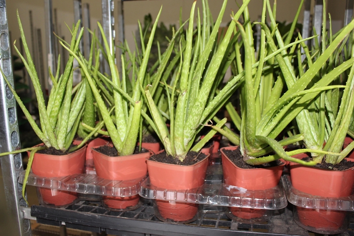 ALOE VERA P14 QUADRADO