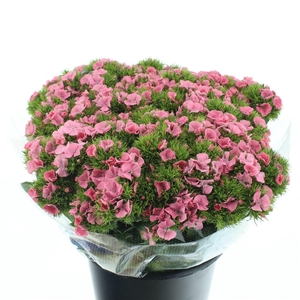 Di Barb Earl Pink Super