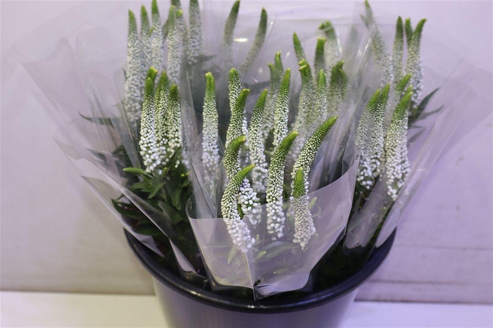 <h4>Veron Smart Luna</h4>