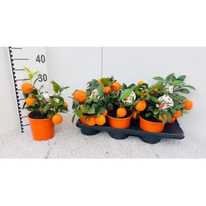 Citrus limetta Rossa-Lime medi-stem (s2)