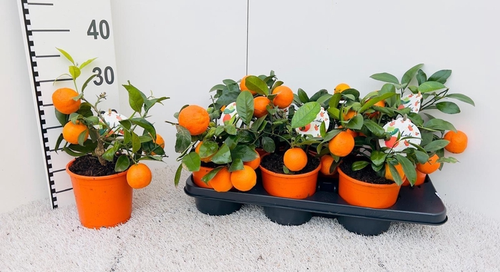 <h4>Citrus limetta Rossa-Lime medi-stem (s2)</h4>