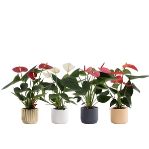 Anthurium 7 cm 4 color mix in Liam 2 ceramics