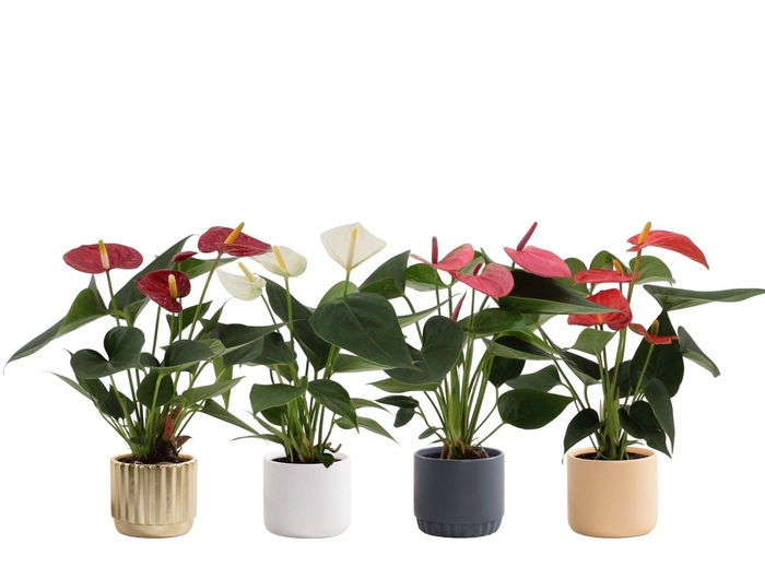 Anthurium 7 cm 4 color mix in Liam 2 ceramics